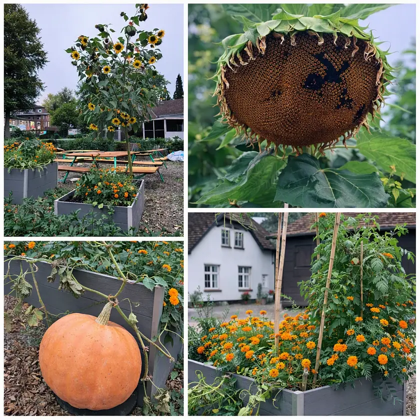 Fotos von Hochbeeten & Kürbissen und Sonnenblumen